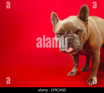 Il piccolo Bulldog francese fa una faccia sciocca attaccando la lingua su un semplice sfondo rosso. Foto Stock