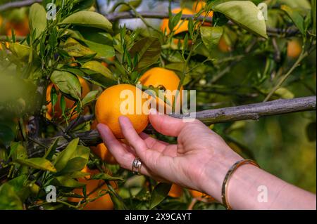 Le mani delle donne raccolgono le gustose arance succose da un albero del giardino 3 Foto Stock