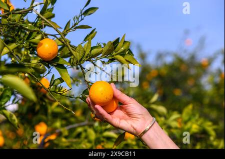 Le mani delle donne raccolgono le gustose arance succose da un albero in giardino, raccogliendo in una giornata di sole 3 Foto Stock