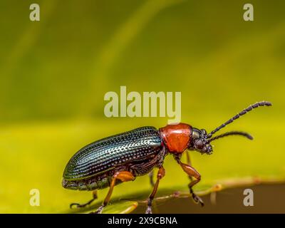 Macinato di scarabeo in foglia di cereali su una foglia verde Foto Stock