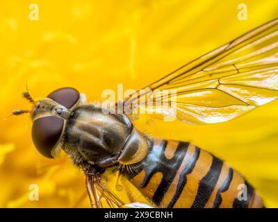 Primo piano di un fiore giallo che pollina l'hoverfly della marmellata Foto Stock