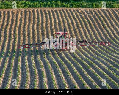 Trattore agricolo che spruzza pesticidi sul campo di maturazione piantato di patate Foto Stock