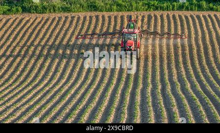 Trattore agricolo che spruzza pesticidi sul campo di maturazione piantato di patate Foto Stock