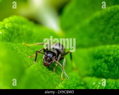 Primo piano di formica marrone su foglia verde Foto Stock