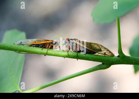 La cicada Brood XII, di 17 anni, emerge nella Dunning-Read Conservation area sul lato nord-occidentale di Chicago, come si vede qui il 30 maggio 2024. Si prevede che miliardi di cicale emergeranno contemporaneamente come due covate diverse quest'anno. La covata XIX appare ogni 13 anni e la covata XIII appare ogni 17 anni. Si tratta di un evento raro e sincronizzato che si è verificato l'ultima volta nel 1803. (Foto di: Alexandra Buxbaum/Sipa USA) credito: SIPA USA/Alamy Live News Foto Stock