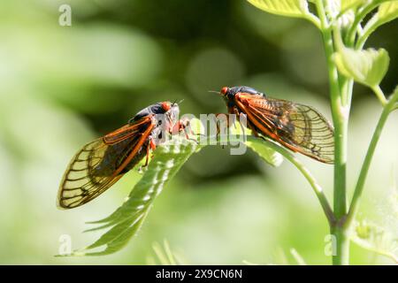 La cicada Brood XII, di 17 anni, emerge nella Dunning-Read Conservation area sul lato nord-occidentale di Chicago, come si vede qui il 30 maggio 2024. Si prevede che miliardi di cicale emergeranno contemporaneamente come due covate diverse quest'anno. La covata XIX appare ogni 13 anni e la covata XIII appare ogni 17 anni. Si tratta di un evento raro e sincronizzato che si è verificato l'ultima volta nel 1803. (Foto di: Alexandra Buxbaum/Sipa USA) credito: SIPA USA/Alamy Live News Foto Stock