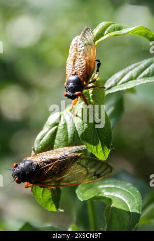 La cicada Brood XII, di 17 anni, emerge nella Dunning-Read Conservation area sul lato nord-occidentale di Chicago, come si vede qui il 30 maggio 2024. Si prevede che miliardi di cicale emergeranno contemporaneamente come due covate diverse quest'anno. La covata XIX appare ogni 13 anni e la covata XIII appare ogni 17 anni. Si tratta di un evento raro e sincronizzato che si è verificato l'ultima volta nel 1803. (Foto di: Alexandra Buxbaum/Sipa USA) credito: SIPA USA/Alamy Live News Foto Stock