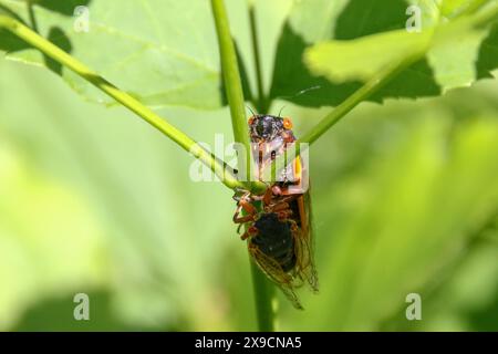 La cicada Brood XII, di 17 anni, emerge nella Dunning-Read Conservation area sul lato nord-occidentale di Chicago, come si vede qui il 30 maggio 2024. Si prevede che miliardi di cicale emergeranno contemporaneamente come due covate diverse quest'anno. La covata XIX appare ogni 13 anni e la covata XIII appare ogni 17 anni. Si tratta di un evento raro e sincronizzato che si è verificato l'ultima volta nel 1803. (Foto di: Alexandra Buxbaum/Sipa USA) credito: SIPA USA/Alamy Live News Foto Stock