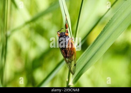 La cicada Brood XII, di 17 anni, emerge nella Dunning-Read Conservation area sul lato nord-occidentale di Chicago, come si vede qui il 30 maggio 2024. Si prevede che miliardi di cicale emergeranno contemporaneamente come due covate diverse quest'anno. La covata XIX appare ogni 13 anni e la covata XIII appare ogni 17 anni. Si tratta di un evento raro e sincronizzato che si è verificato l'ultima volta nel 1803. (Foto di: Alexandra Buxbaum/Sipa USA) credito: SIPA USA/Alamy Live News Foto Stock