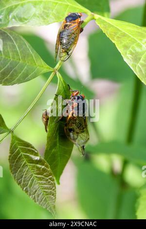 La cicada Brood XII, di 17 anni, emerge nella Dunning-Read Conservation area sul lato nord-occidentale di Chicago, come si vede qui il 30 maggio 2024. Si prevede che miliardi di cicale emergeranno contemporaneamente come due covate diverse quest'anno. La covata XIX appare ogni 13 anni e la covata XIII appare ogni 17 anni. Si tratta di un evento raro e sincronizzato che si è verificato l'ultima volta nel 1803. (Foto di: Alexandra Buxbaum/Sipa USA) credito: SIPA USA/Alamy Live News Foto Stock