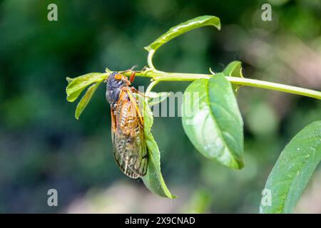 La cicada Brood XII, di 17 anni, emerge nella Dunning-Read Conservation area sul lato nord-occidentale di Chicago, come si vede qui il 30 maggio 2024. Si prevede che miliardi di cicale emergeranno contemporaneamente come due covate diverse quest'anno. La covata XIX appare ogni 13 anni e la covata XIII appare ogni 17 anni. Si tratta di un evento raro e sincronizzato che si è verificato l'ultima volta nel 1803. (Foto di: Alexandra Buxbaum/Sipa USA) credito: SIPA USA/Alamy Live News Foto Stock