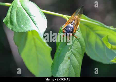 La cicada Brood XII, di 17 anni, emerge nella Dunning-Read Conservation area sul lato nord-occidentale di Chicago, come si vede qui il 30 maggio 2024. Si prevede che miliardi di cicale emergeranno contemporaneamente come due covate diverse quest'anno. La covata XIX appare ogni 13 anni e la covata XIII appare ogni 17 anni. Si tratta di un evento raro e sincronizzato che si è verificato l'ultima volta nel 1803. (Foto di: Alexandra Buxbaum/Sipa USA) credito: SIPA USA/Alamy Live News Foto Stock