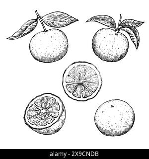 Frutta Yuzu in stile incisione. Set di elementi di design in bianco e nero, illustrazione vettoriale. Illustrazione Vettoriale