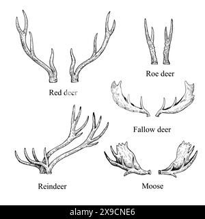 Set di corna di vari tipi animali, cervi e alci. Illustrazione dell'inchiostro bianco e nero vettoriale. Illustrazione Vettoriale