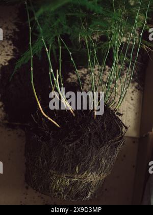 Cura delle piante: Un colpo verticale, direttamente dall'alto, del vasto sistema di radici di una felce di asparagi prelevata dal suo vaso, che ne mostra le condizioni Foto Stock