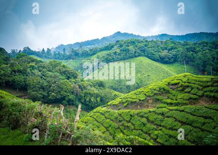 Stazione collinare di Munnar e piantagione di tè nel Kerala, India. Foto Stock
