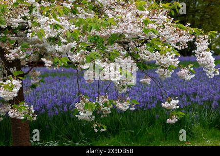 Primo piano dei fiori bianchi e rosa della primavera fioritura ornamentale del ciliegio giapponese prunus shogetsu. Foto Stock