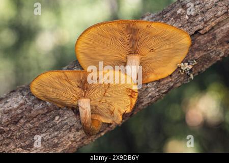 Funghi arancioni che crescono sul ramo d'albero caduto Foto Stock