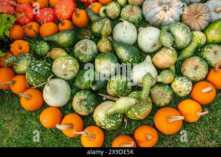 Diversi tipi di zucche colorate e zucche in un mercato agricolo del Texas, Stati Uniti Foto Stock