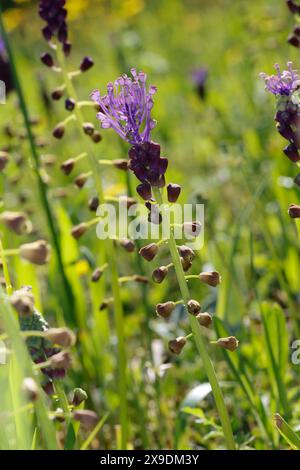 Schopfige Traubenhyazinthe, Schopf-Traubenhyazinthe, Schopf-Träubel, Muscari comosum, Leopoldia comosa, Hyacinthus comosus, nappina Giacinto, nappina gr Foto Stock