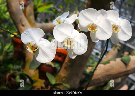 Fiore dell'orchidea lunare o Phalaenopsis amabilis primo piano. Foto Stock