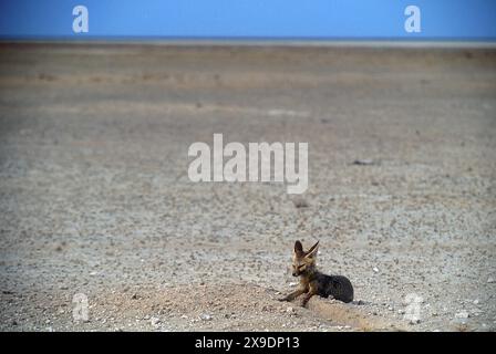 Kit Cape Fox, Vulpes chama, buca esterna con cui immergersi, panca sullo sfondo, Parco Nazionale di Etosha, Namibia Foto Stock