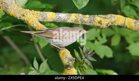 Thrush nightingale seduto sulla filiale Foto Stock