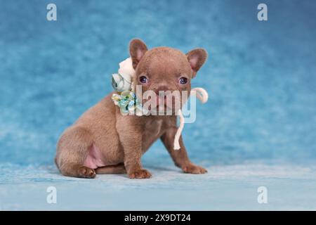 Quattro settimane purosangue giovane Lilac Brindle Bulldog francese cucciolo con naso e coda sani e lunghi. Foto Stock