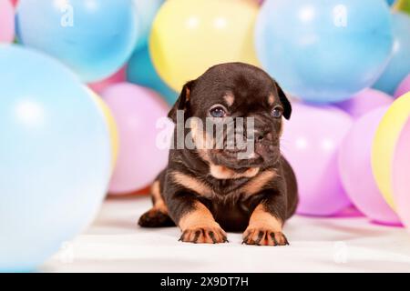 Simpatico cucciolo di cane Bulldog francese abbronzato tra palloncini colorati Foto Stock