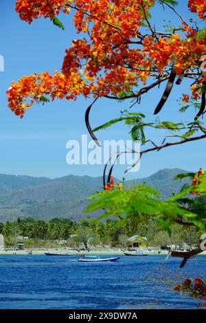 Indonesia - Alor blooming Flame Tree e il paesaggio costiero Foto Stock