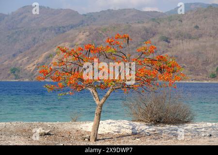 Indonesia - Alor blooming Flame Tree e il paesaggio costiero Foto Stock