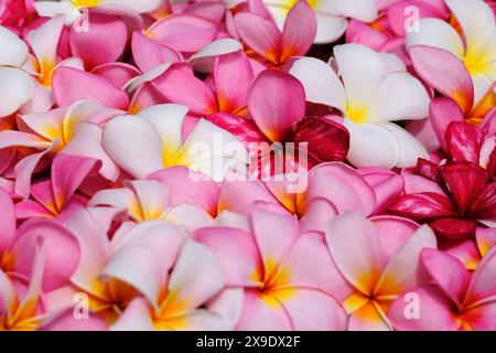 Indonesia Batam - Frangipani Plumeria Flower Foto Stock