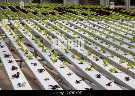 File di lattuga giovane nel sistema di allevamento idroponico Foto Stock