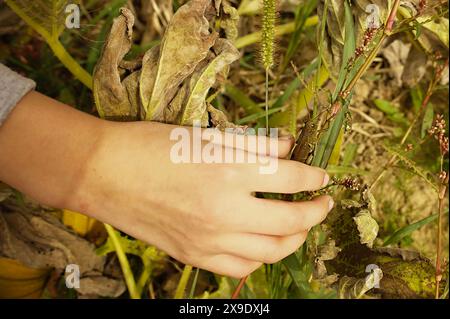 Piccola cavalletta verde che afferra a mano nel campo di zucca Foto Stock