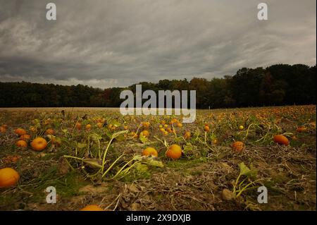 Zucche arancioni che crescono nel campo sotto il cielo nuvoloso Foto Stock