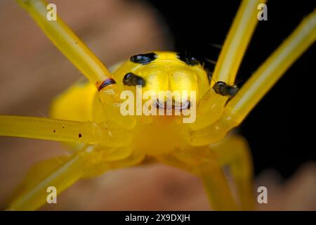 primo piano otto ragno di granchio maculato Foto Stock