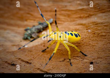 primo piano otto ragno di granchio maculato Foto Stock