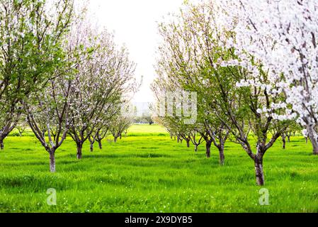 Un frutteto di mandorli in fiore con file di alberi in primavera. Foto Stock