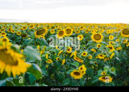 Ampio campo di girasole sotto un cielo luminoso! Foto Stock