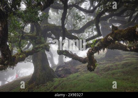 Mystic Foggy Forest: Incantevoli vedute da Fanal Woods Foto Stock