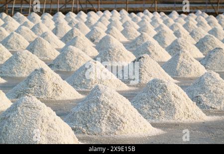 I pali di sale marino raccolti vengono lasciati essiccati al sole per giorni nella miniera di sale nella provincia di Petchaburi, Thailandia Foto Stock