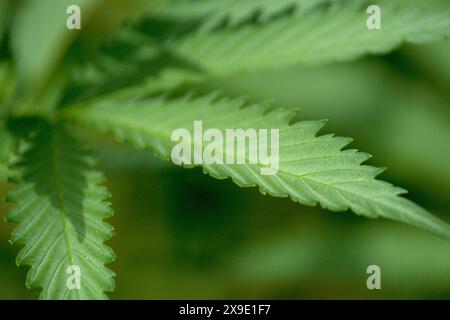 cannabis, pianta di marijuana primo piano di foglie Foto Stock