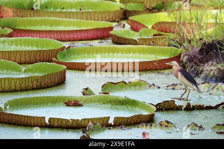 Un Javan Pond Heron nella stagione degli accoppiamenti che si rilassa sul Victoria Amazonica Water Lily Pad Foto Stock