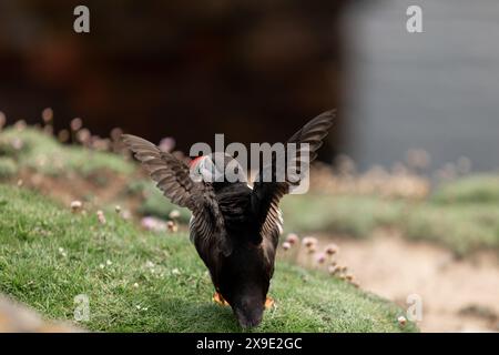 Puffin in in procinto di volare sulle Isole Noss Shetland Foto Stock