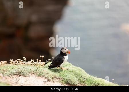 Puffin che guarda l'oceano delle isole Noss Shetland Foto Stock