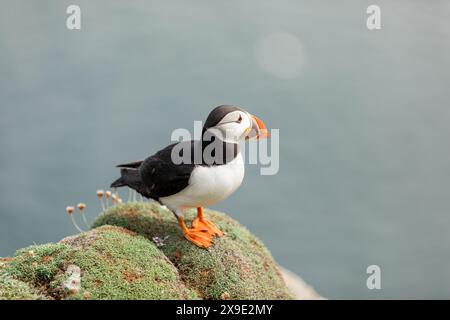 Puffin che guarda l'oceano delle isole Noss Shetland Foto Stock