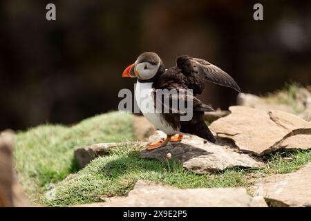 Puffin in piedi su rocce che sbattono ali alle Isole Noss Shetland Foto Stock