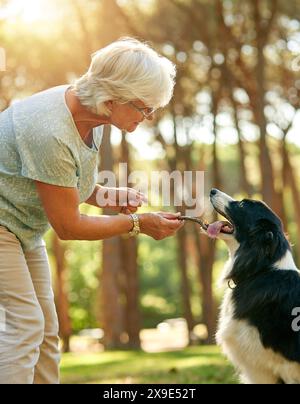 Donna anziana, cane e giocare con il bastone nella foresta a piedi con sorriso, cura o avventura al sole. Persona anziana, animale e collie di confine per gioco Foto Stock