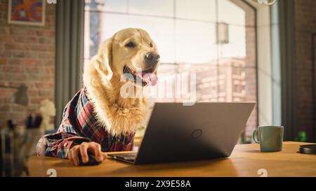 Golden Retriever Dog in una camicia a scacchi seduto dietro un tavolo e lavorando su un computer portatile a casa. Le mani umane utilizzano tastiera e mouse. Persona con testa animale divertente concetto. Foto Stock