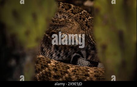 Il serpente a sonagli western diamondback avvolto colpisce una posizione difensiva aggressiva nel deserto dell'Arizona. Foto Stock